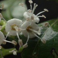 Ehretia aspera Willd.